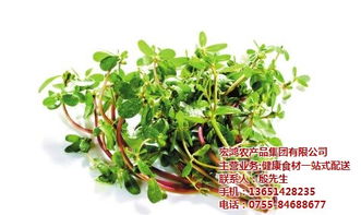 宏鴻農產品集團 領跑生鮮蔬菜配送的綠色先鋒